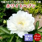   ȥϥ֥å ۥ磻ȥإ֥ 15ݥåȳʬ 㤯䤯 㥯䥯 ǥ˥ ɺ