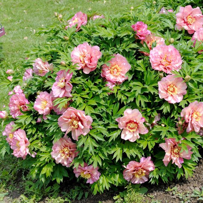 芍薬 苗 イトウハイブリッド ヒラリー 15cmポット株分け苗