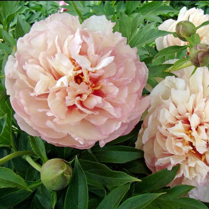 芍薬 苗 イトウハイブリッド スクランディドゥアンブシャス 15cm