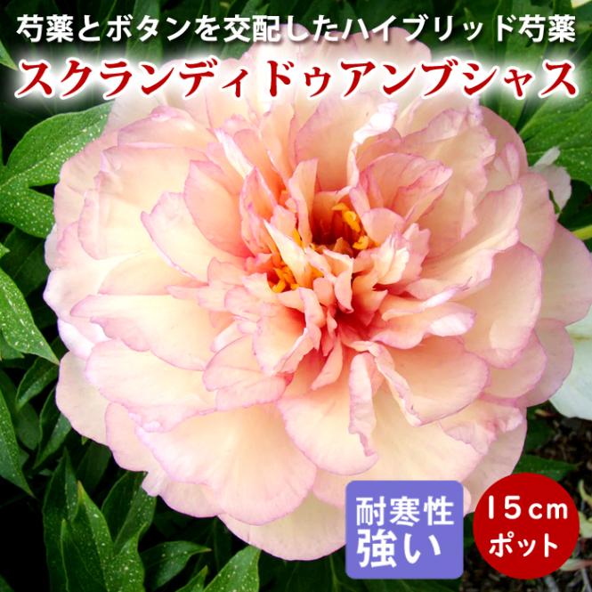 芍薬 苗 イトウハイブリッド スクランディドゥアンブシャス 15cm