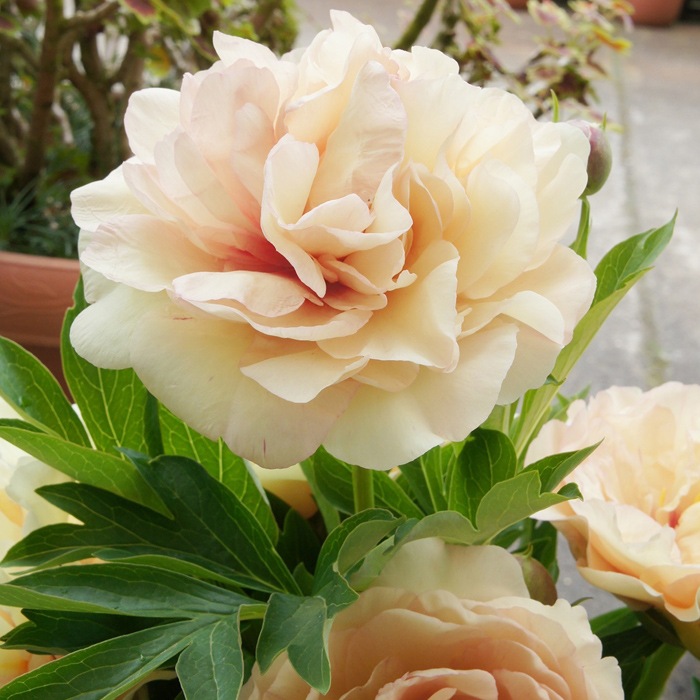 芍薬 苗 イトウハイブリッド カナリーブリリアント 15cmポット