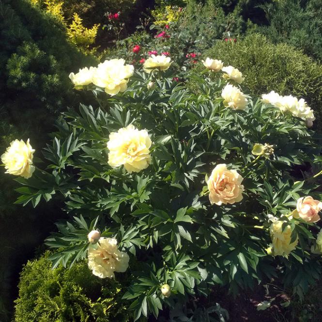 芍薬 苗 イトウハイブリッド カナリーブリリアント 15cmポット