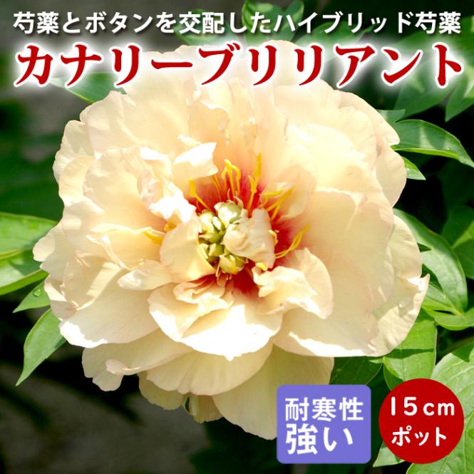 芍薬 苗 イトウハイブリッド カナリーブリリアント 15cmポット