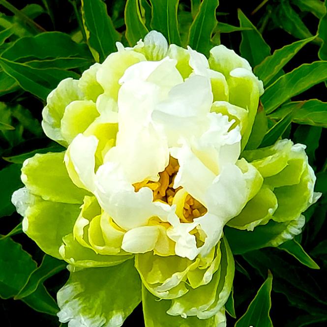 10月下旬より発送・早割】芍薬 苗 グリーンハロー 12cmポット 株分け