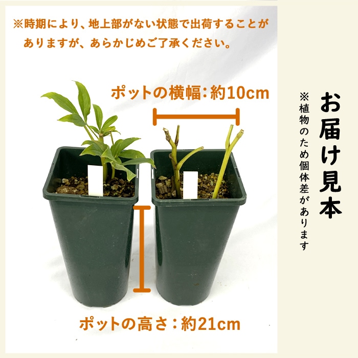 芍薬 苗 グリーンハロー 12cmポット 株分け苗 しゃくやく シャクヤク