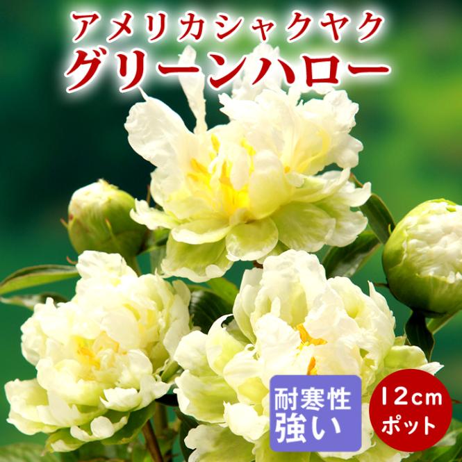 芍薬 苗 グリーンハロー 12cmポット 株分け苗 しゃくやく シャクヤク