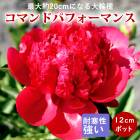   ޥɥѥեޥ 12ݥå ʬ 㤯䤯 㥯䥯 ɺ