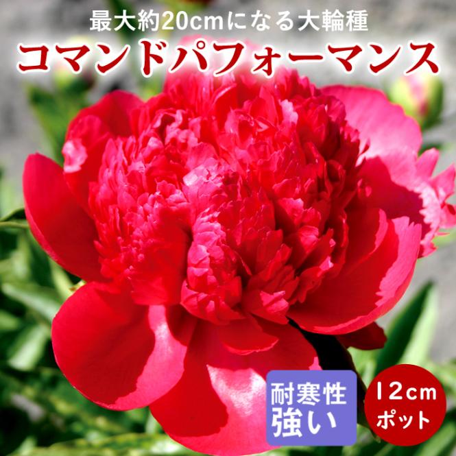 芍薬 苗 コマンドパフォーマンス 12cmポット 株分け苗 しゃくやく