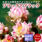   ꥫ㥯䥯 ֥å֥å 12ݥå ʬ 㤯䤯 㥯䥯 ɺ