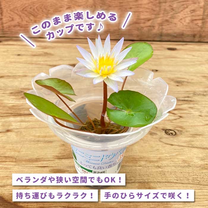 スイレン ミニミニ ドウベン 2.5号 【 フラッペカップ 1個 ＋ 苗 1個