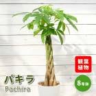 �ѥ��� 8��ȭ ���տ�ʪ ����ƥꥢ ���� ��ӥ� ������� �鿴�Ը��� ��Ƥ䤹�� ���饢����ȭ �������դ� ����̵��