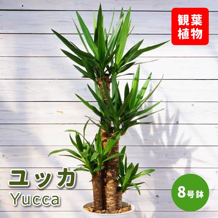 ユッカ 8号鉢 観葉植物 青年の木 インテリア 玄関 リビング オシャレ