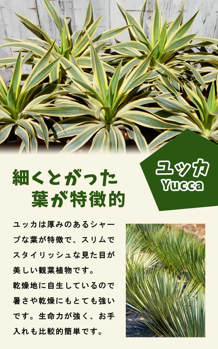 ユッカ 8号鉢 観葉植物 青年の木 インテリア 玄関 リビング オシャレ