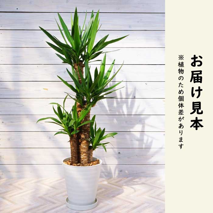 ユッカ 8号鉢 観葉植物 青年の木 インテリア 玄関 リビング オシャレ