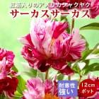   ꥫ㥯䥯  12ݥå ʬ 㤯䤯 㥯䥯 ɺ