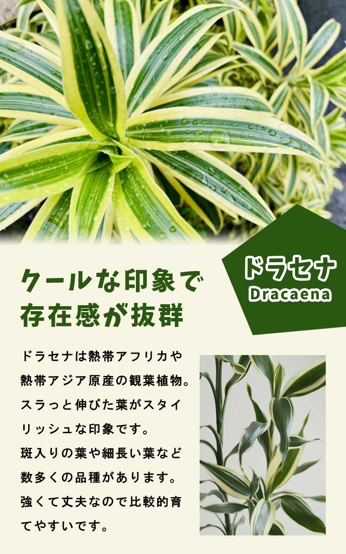 ドラセナ ジェレ 8号鉢 観葉植物 インテリア 玄関 リビング オシャレ