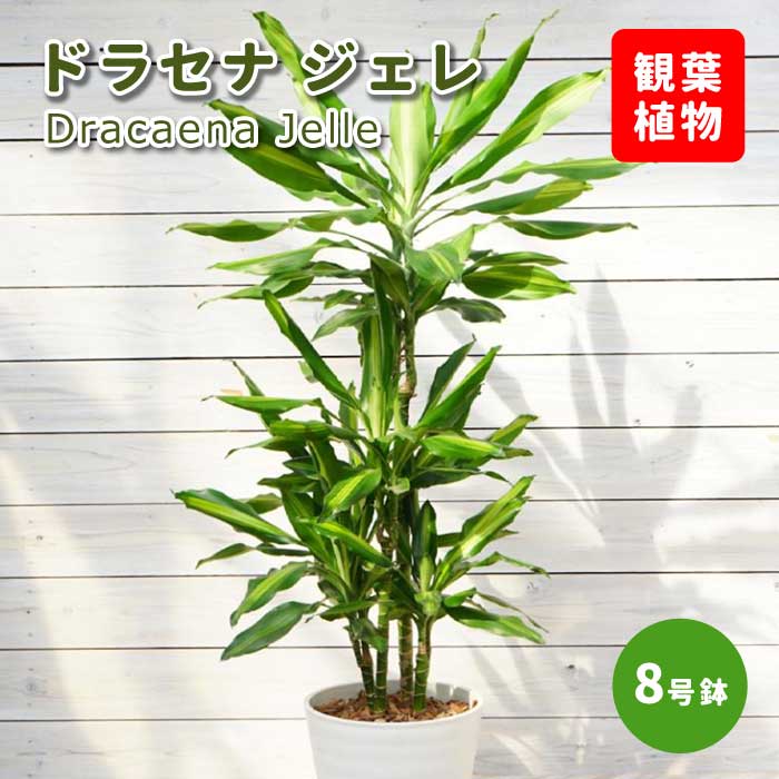 ドラセナ ジェレ 8号鉢 観葉植物 インテリア 玄関 リビング オシャレ