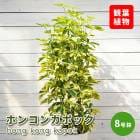 �ۥ󥳥� ���ݥå� ( �����ե�� )  8��ȭ ���տ�ʪ ����ƥꥢ ���� ��ӥ� ������� �鿴�Ը��� ��Ƥ䤹�� ���饢����ȭ �������դ� ����̵��