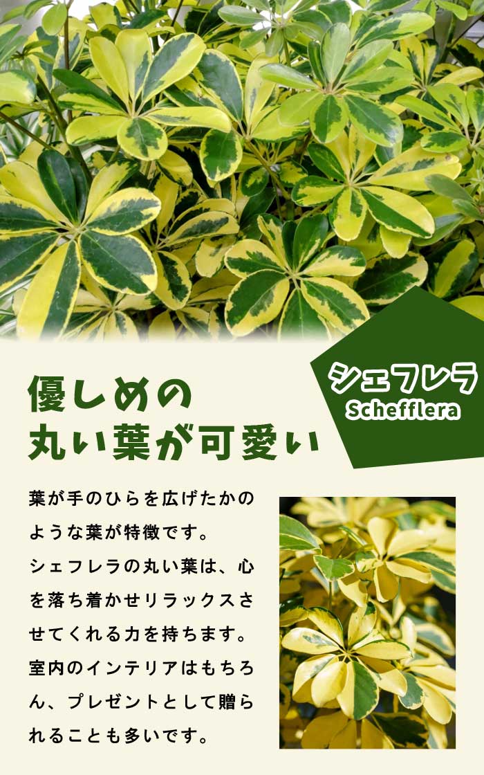ホンコン カポック ( シェフレラ ) 8号鉢 観葉植物 インテリア 玄関