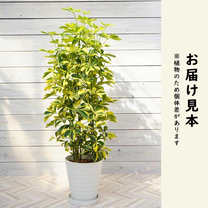 ホンコン カポック ( シェフレラ ) 8号鉢 観葉植物 インテリア