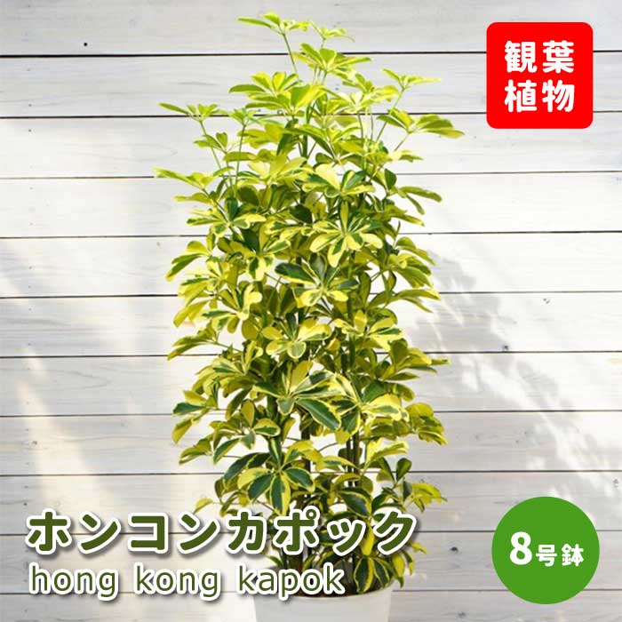 シェフレラホンコン Amazon｜（観葉植物）シェフレラ ホンコン 3号（1ポット