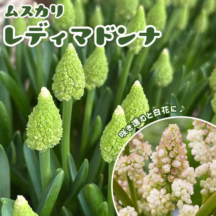 10月上中旬より発送・早割】 ムスカリ 【 レディマドンナ 】 球根 5球
