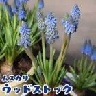 �ॹ���� �� ���åɥ��ȥå� �� �庬 2�� ������ ���쥯����� �󤻿��� �ǥå������� �֤�����