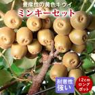   ߥ󥭡å 12ݥå ޤ 1ǯ 2ܥå  ե롼 ̼   ̵