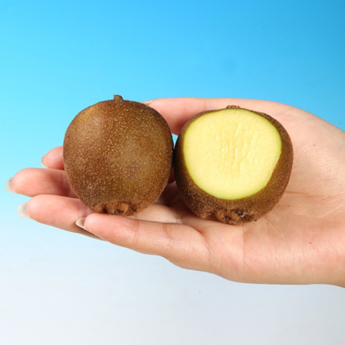 キウイ 苗 ミンキーセット 12cmポット 挿し木 1年生 2本セット