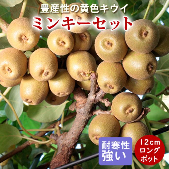 キウイ 苗 ミンキーセット 12cmポット 挿し木 1年生 2本セット