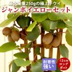   ܥå 12ݥå  1ǯ 2ܥå  ե롼 ̼   ̵