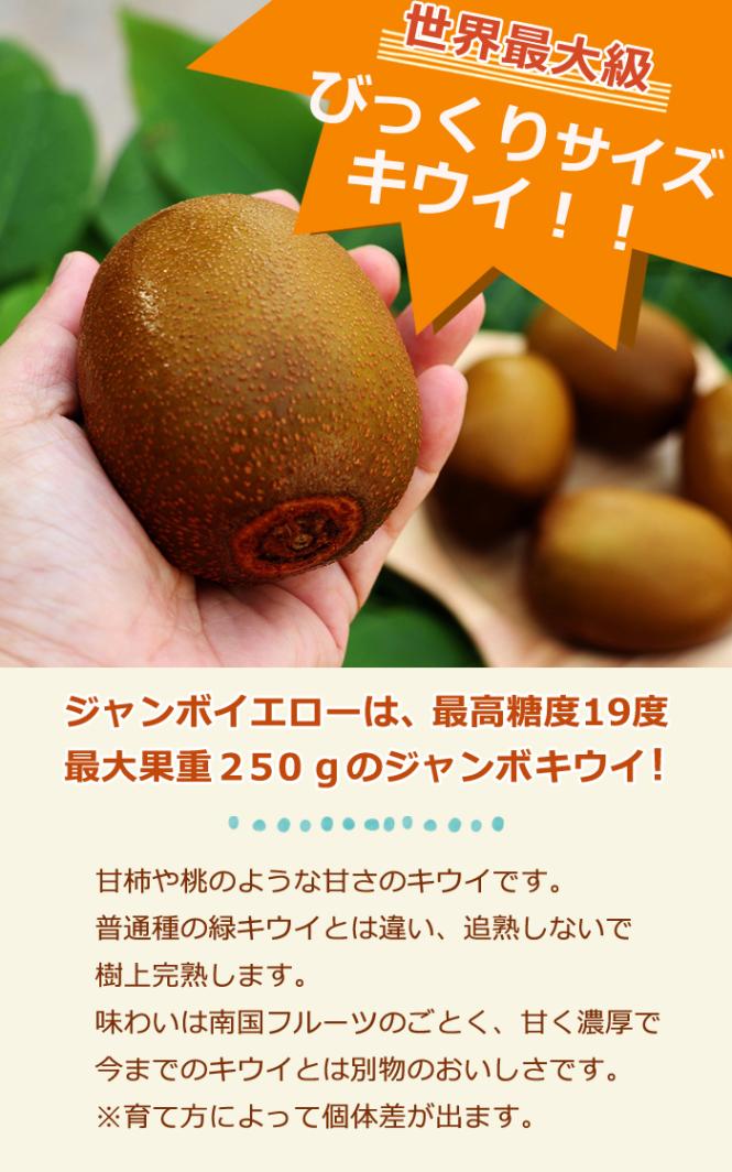 キウイ 苗 ジャンボイエローセット 12cmポット 接木 1年生 2本セット