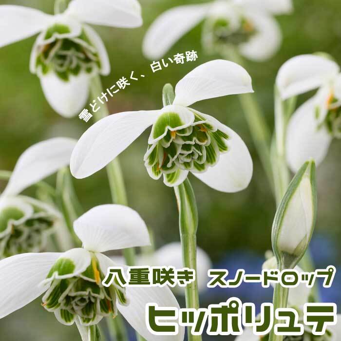 10月上中旬より発送・早割】 スノードロップ 【 ヒッポリュテ 】 球根
