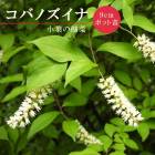 ��ͽ��ۥ��ХΥ����� 9cm�ݥå� �� ������ ���� ���� �뤵�˶��� �����˶��� �������� �֤����¡ڣ�������ܤ��缡ȯ����