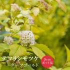 �ƥޥꥷ��ĥ� �����ĥ������ 9cm�ݥå� �� ������ ���� ���� �뤵�˶��� �����˶��� �������� �֤�����