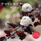 �ƥޥꥷ��ĥ� �ǥ����ܥ� 9cm�ݥå� �� ������ ���� ���� �뤵�˶��� �����˶��� �������� �֤�����