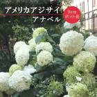 ��ͽ��ۥ������� ���ʥ٥� 9cm�ݥå� �� ������ ���� ���� �뤵�˶��� �����˶��� �������� �֤����¡ڣ�������ܤ��缡ȯ����