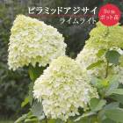 ��ͽ��ۥΥꥦ�ĥ� �饤��饤�� 9cm�ݥå� �� �ԥ�ߥå� �������� �ѥ˥���顼�� ������ ���� ���� �ѽ��� �Ѵ����ڣ�������ܤ��缡ȯ����