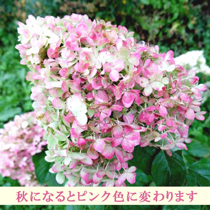 ［現品］45番　ピラミッドアジサイ　9号　植物　紫陽花　ノリウツギ　落葉低木 現品］45番 ピラミッドアジサイ 9号 植物 紫陽花 ノリウツギ 落葉低木
