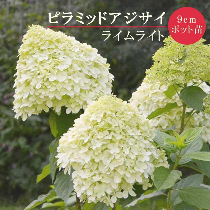 ノリウツギ ライムライト 9cmポット 苗 ピラミッド アジサイ