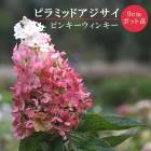 �Υꥦ�ĥ� �ԥ󥭡������󥭡� 9cm�ݥå� �� �ԥ�ߥå� �������� �ѥ˥���顼�� ������ �ѽ��� �Ѵ��� ����