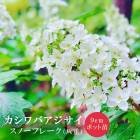 ������Х������� ���Ρ��ե졼�� 9cm�ݥå� �� Ȭ�ź餭 �������� �� ������ ���� ���� ����  �ѽ��� �Ѵ���