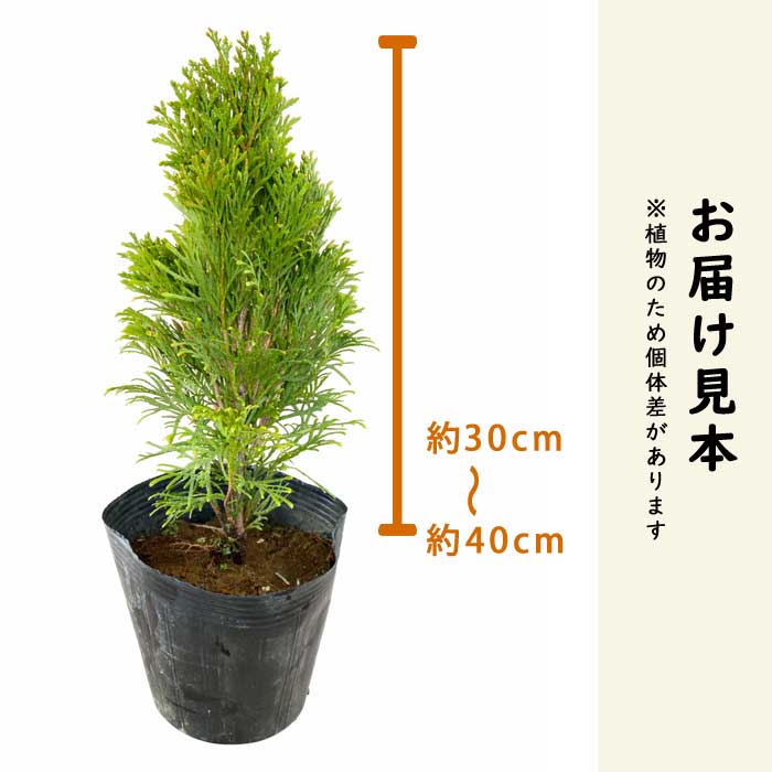 コニファー エメラルド 15cmポット 苗 庭木 シンボルツリー 生垣 常緑