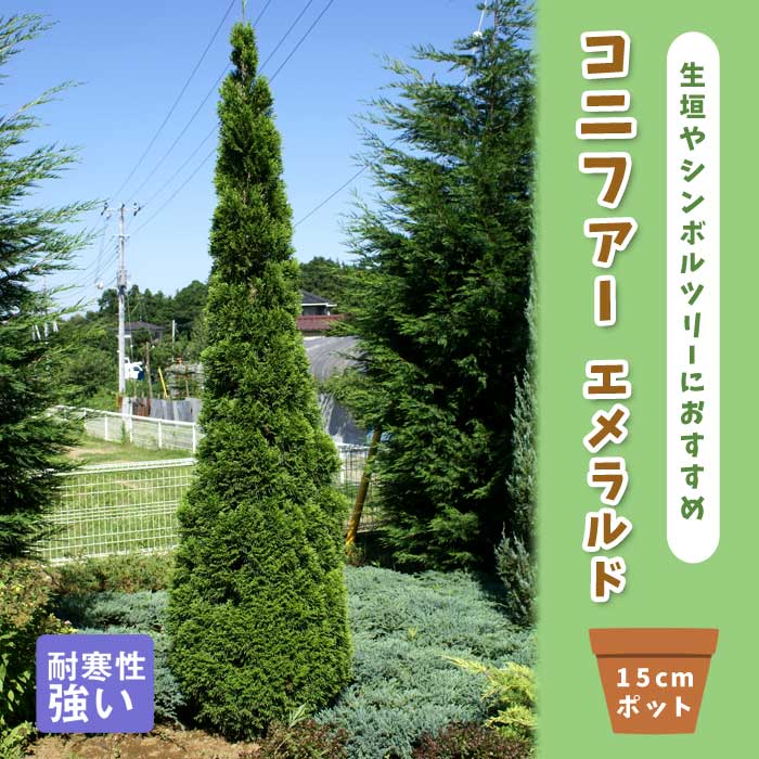 コニファー エメラルド 15cmポット 苗 庭木 シンボルツリー 生垣 常緑