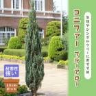 ���˥ե��� �֥롼������ 15cm�ݥå� �� ���� ����ܥ�ĥ꡼ ���� ���п��ռ� �󤻿��� ���� ��̿�ʪ