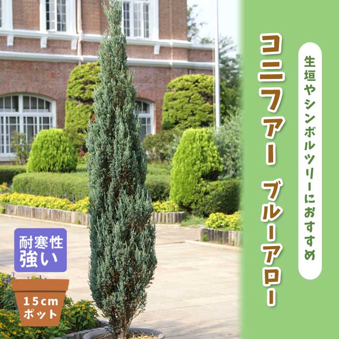 コニファー ブルーアロー 15cmポット 苗 庭木 シンボルツリー 生垣