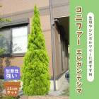 ���˥ե��� ���쥬��ƥ��� 15cm�ݥå� �� ���� ����ܥ�ĥ꡼ ���� ���п��ռ� �󤻿��� ���� ��̿�ʪ