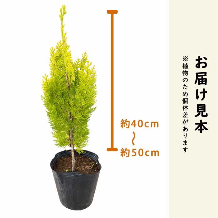 赤エゾマツ苗木 90センチ コニファー 針葉樹 苗木 鉢植え 赤エゾマツ