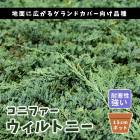 ���˥ե��� ������ȥˡ� 15cm�ݥå� �� ���� ���� ���п��ռ� ���� ���� ���� �����ɥ��С� ��̿�ʪ ����