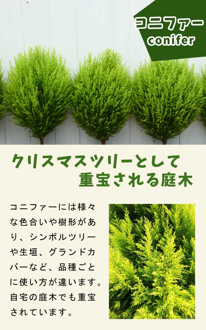 コニファー ウィルトニー 15cmポット 苗 庭木 生垣 常緑針葉樹 垣根